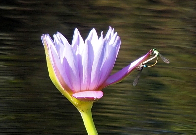 [On one petal of a partially opened lilac-colored water lily are two damselflies hanging on to the edge. The tail end of one is attached behind the head of the other.]